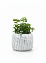 WT5322 - ARTIFICIAL PLANTS- PALM LEAF PLANT