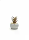 WT5328 - ARTIFICIAL PLANTS- FERN PLANT SMALL CONCRETE POT